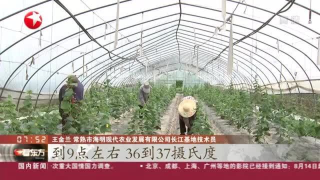 苏州:农户应对“伏缺” 稳定蔬菜供应