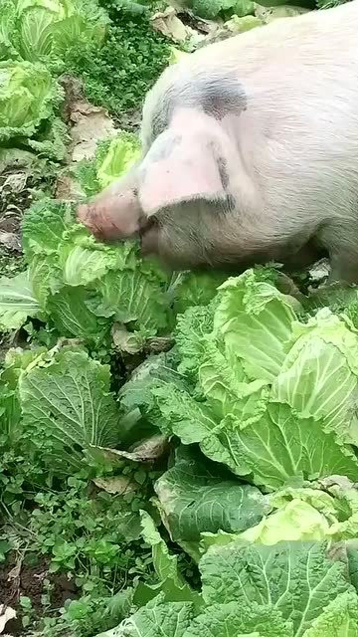 第一次见到这场面家里种的这么好的白菜没想到真的被猪拱了