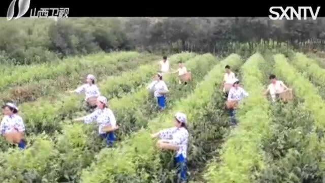 河东大地药茶飘香