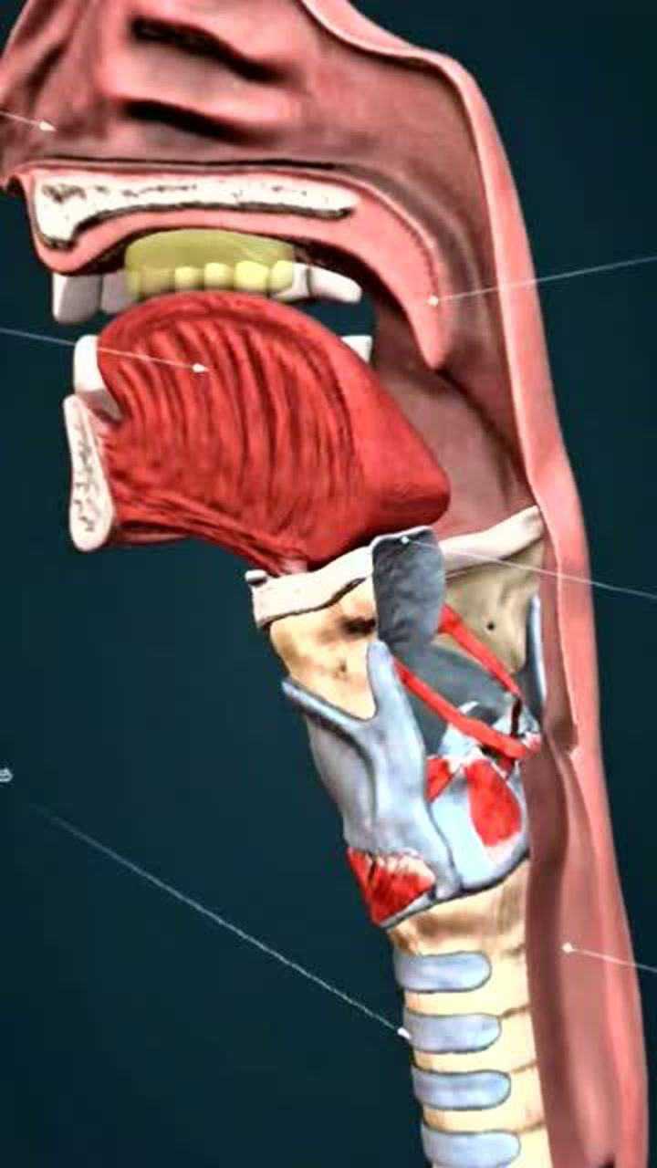 食道和氣管相鄰共用一個喉嚨,這個設計看似精妙,卻是人體的缺陷!