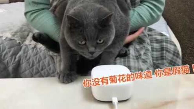 当绝育小公猫听到猫发情的叫声,顿时慌了:谁在叫?