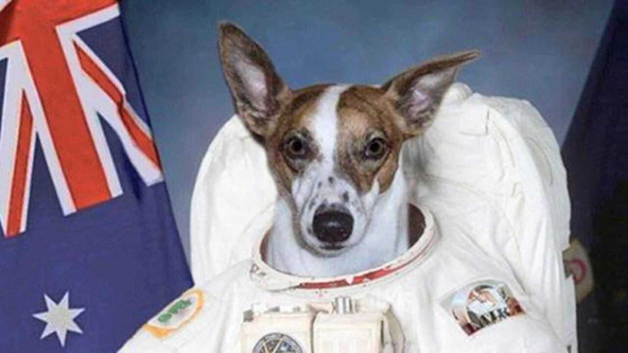 史上第一只"太空狗",在太空"生活"长达63年,是前所未有的航天英雄!