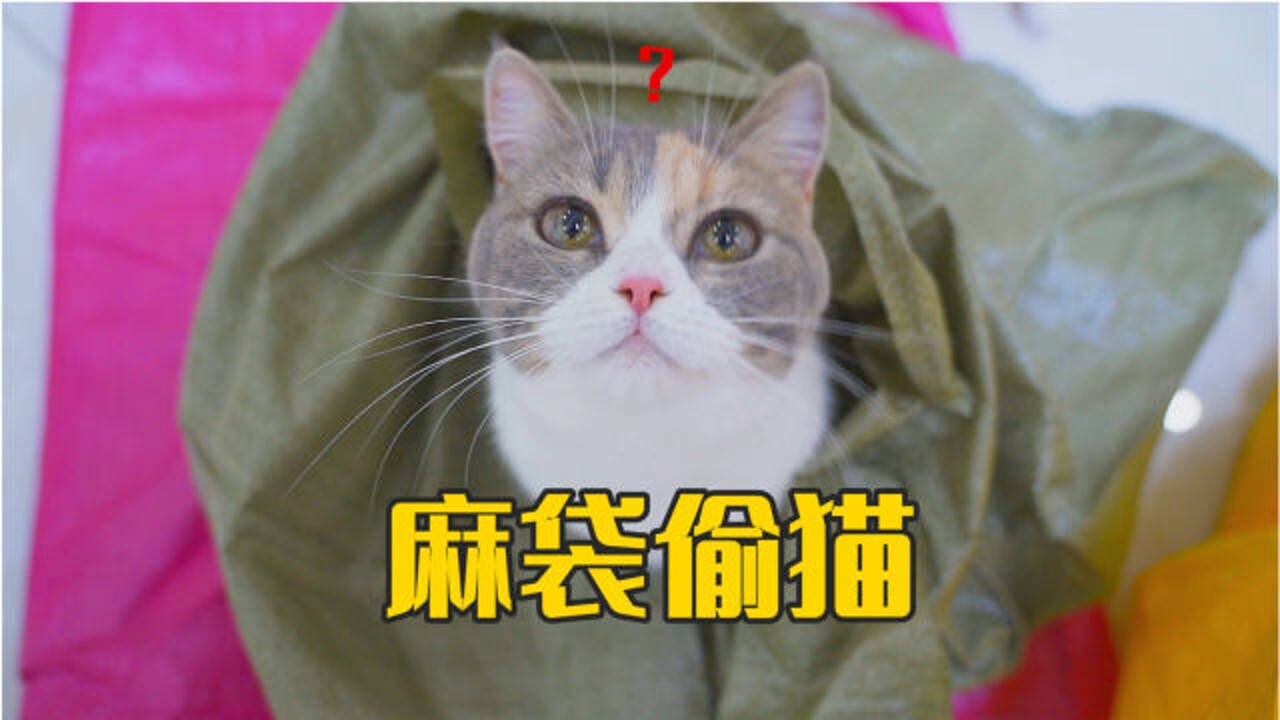 萌猫宝哥哥_高清1080P在线观看平台_腾讯视频