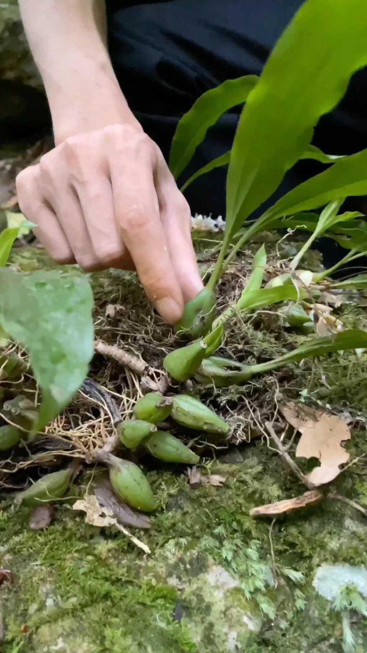 这个就是大号石橄榄