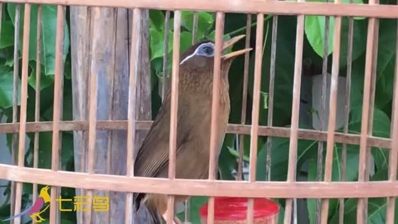 院子裡畫眉鳥鳴叫,同伴聽了趕忙回應,真過癮_騰訊視頻