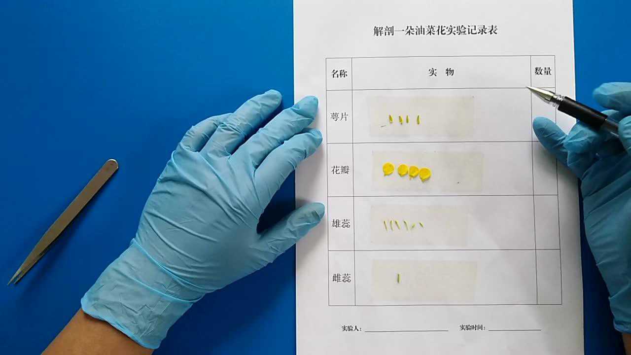 解剖一朵油菜花
