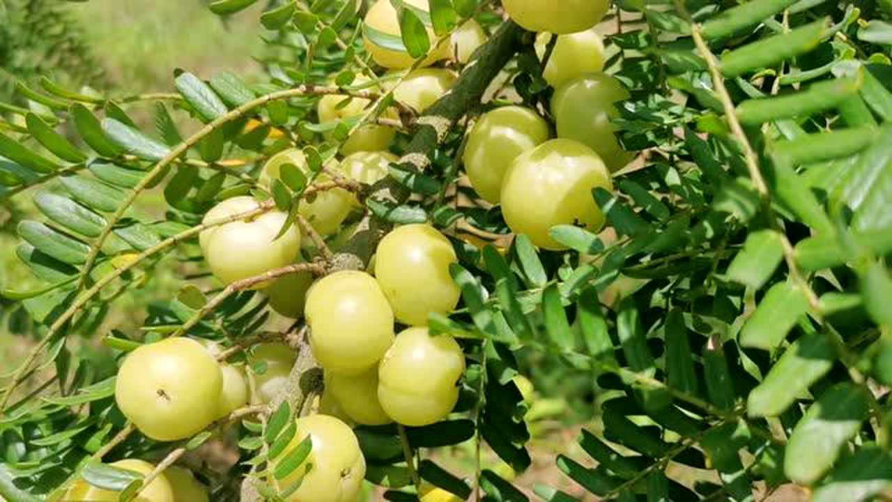 崩坎高山甜油甘
