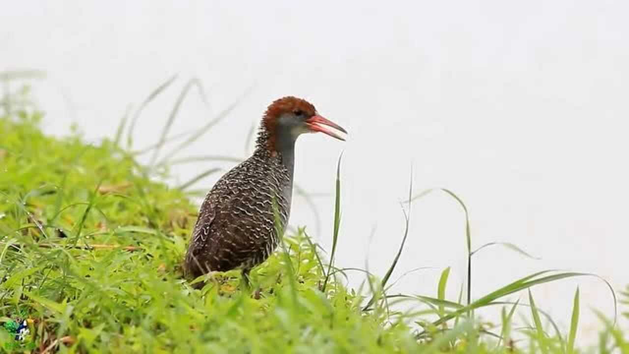 中國常見野鳥叫聲《82》:藍胸秧雞_騰訊視頻