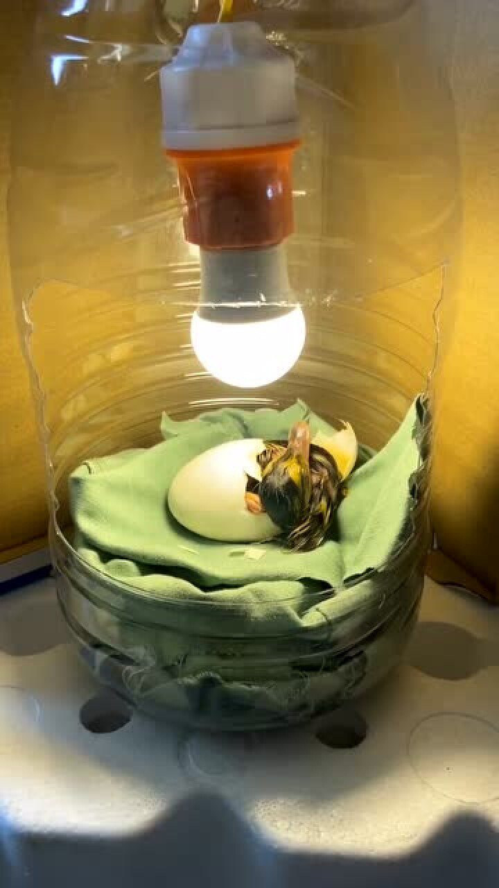 自制的孵蛋器,两周过后,成功孵出了小鸭子!