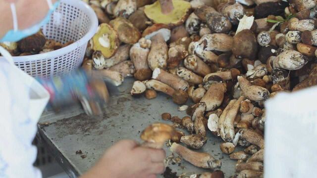 (电视通稿ⷥ›𝥆…ⷧ侤𜚩内蒙古扎兰屯市:大山的馈赠让村民富了腰包