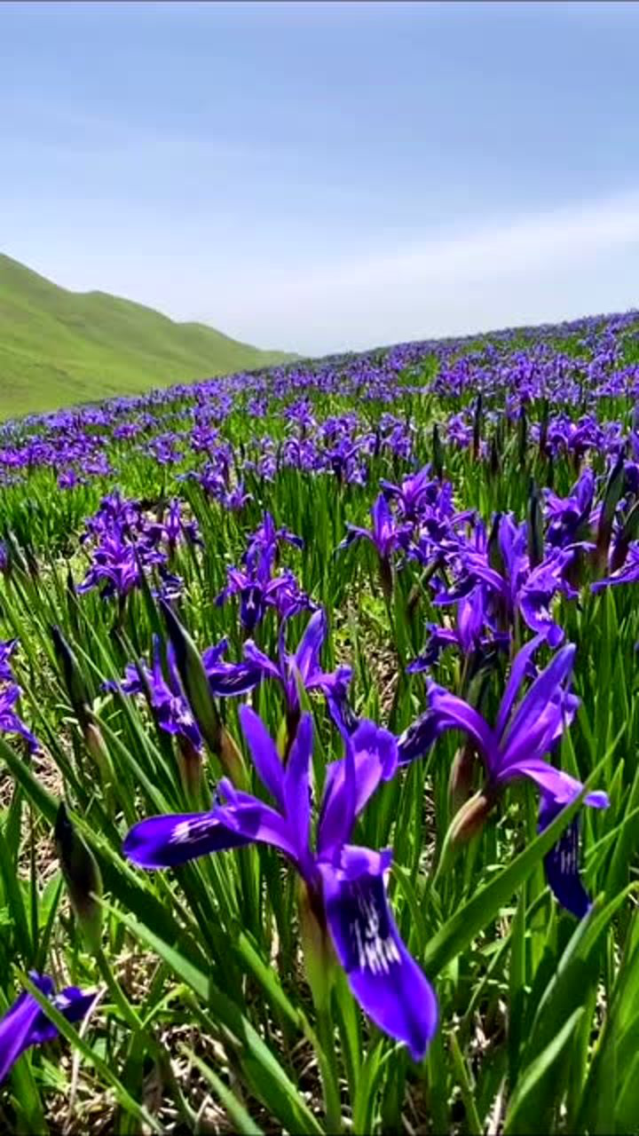 象征着纯洁爱情的马兰花,开满了伊犁阿克塔斯草原,和这里流传的爱情