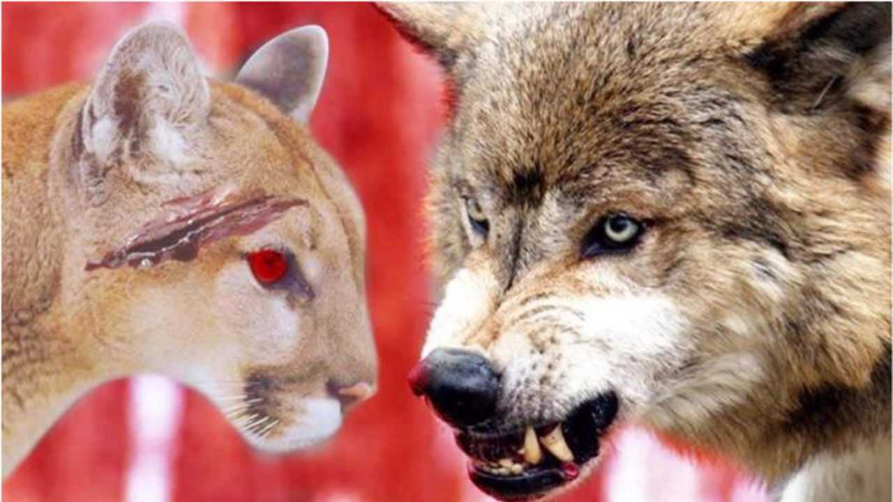 野狼遭遇美洲狮,狭路相逢勇者胜,难得一见的狼狮大战!