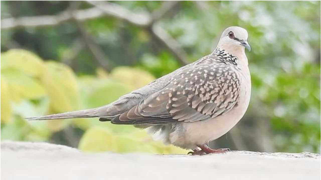 珠頸斑鳩又名花斑鳩,花脖斑鳩,珍珠鳩,咕咕的鳴叫聲悅耳動聽!