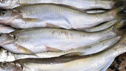 野生大白条这样油炸一下加豆鼓一起焖,开盖满屋香,安逸产啦