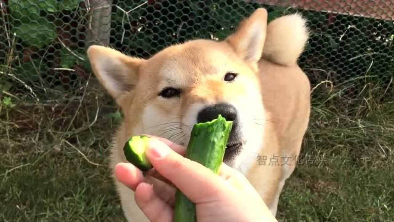 狗狗吃黄瓜的样子成功把我看饿了网友第一次对着黄瓜流口水