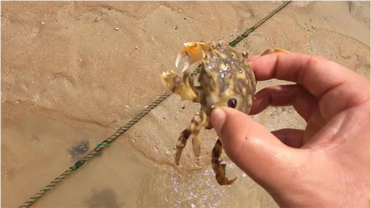 怪不得海星都没了小斗赶海抓到吃海星的螃蟹气得要回家给煮了