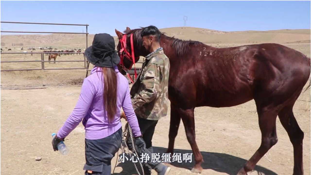 把俄罗斯籍进口马献给35个老婆美女配硬汉母马全是最烈的