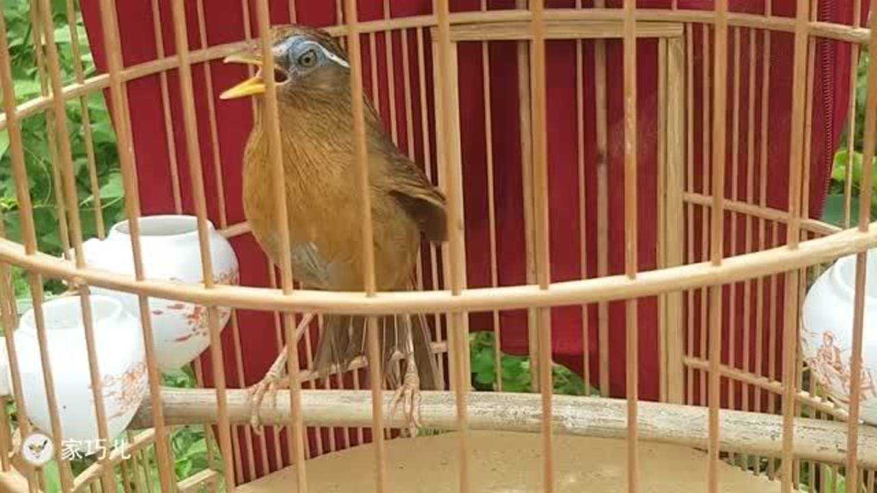 画眉鸟不停的煽动着翅膀叫唤个不停