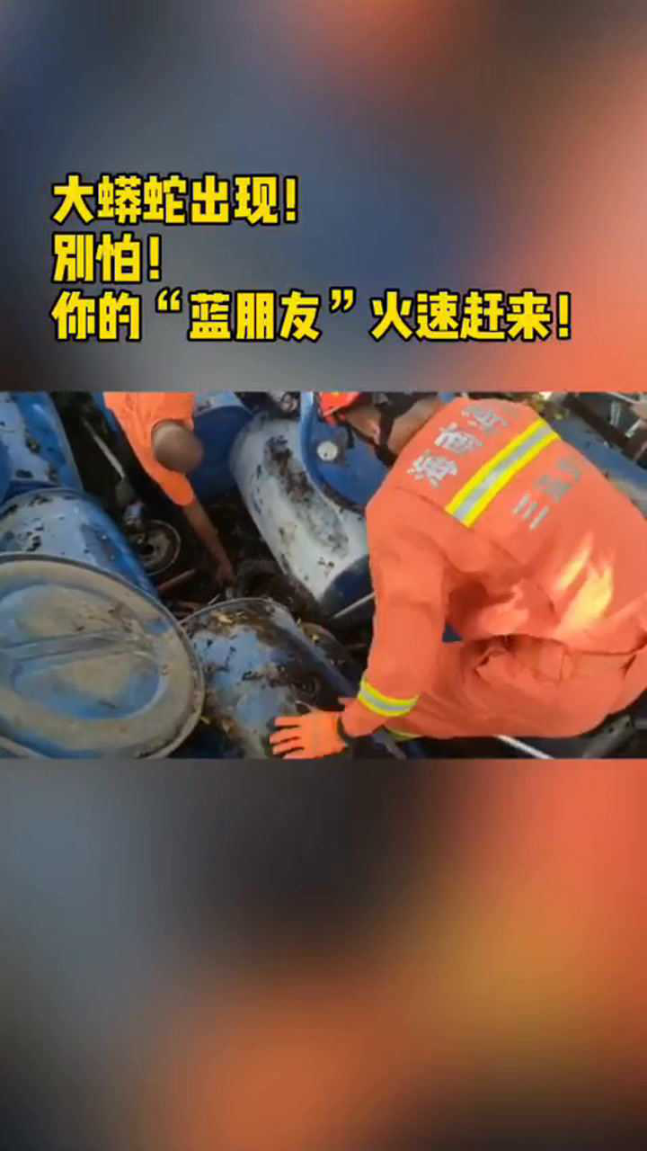 大蟒蛇出现别怕你的蓝朋友火速赶来