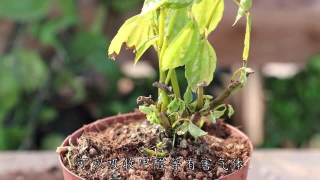 这种植物叫“冷水花”,不仅比绿萝吊兰好看,还比它们好养