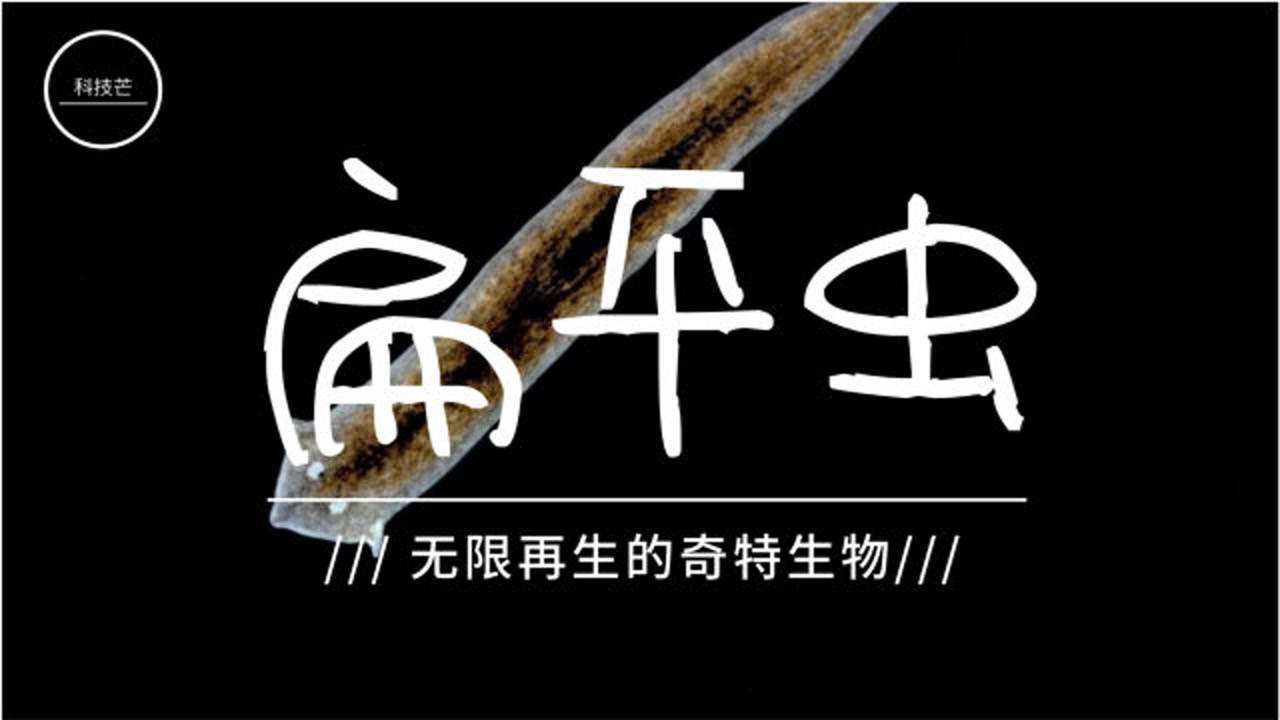 扁平虫一个可以无限再生的生物