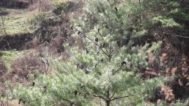 秦岭大山的初春,静寂而美好,可惜只有自斟自酌