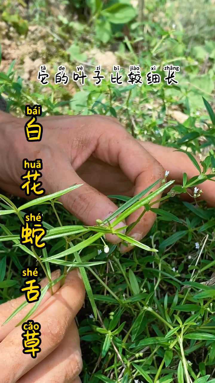 水线草与白花蛇舌草_腾讯视频