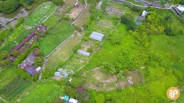 实拍香港新田石湖围信芯园,到处都是夏日葵,太美了