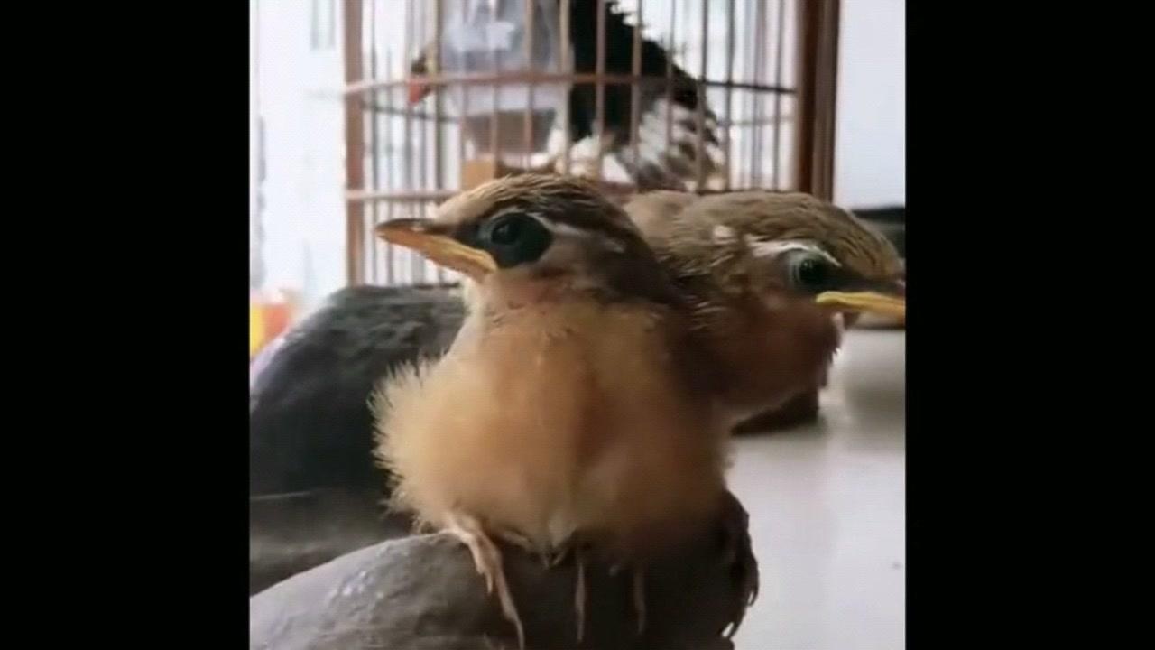画眉鸟分享如此萌萌的小雏鸟真可爱