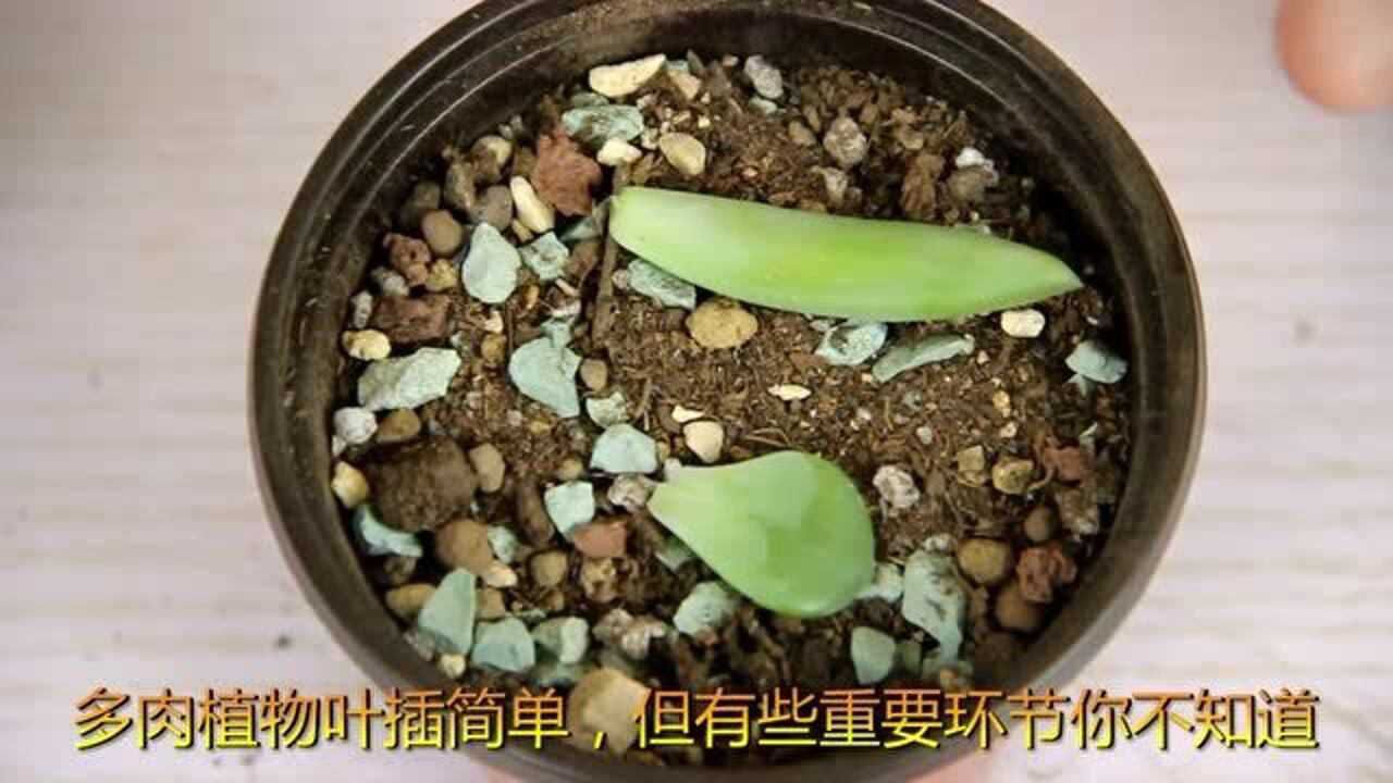 花艺师教你扦插多肉方法特简单过程很实在成功发芽了