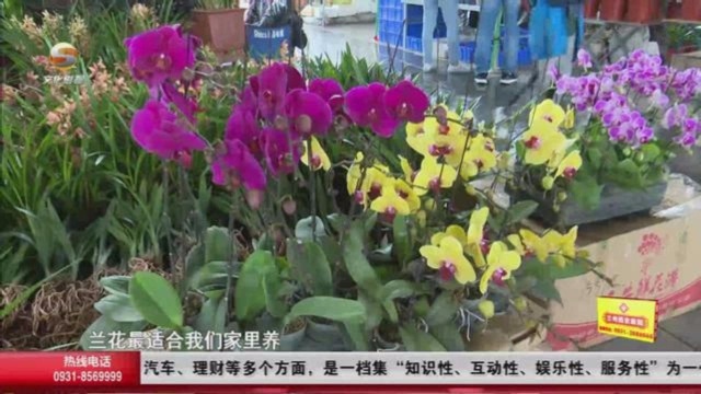 养花爱好者的福音:2020年兰州秋季花卉展正在举行