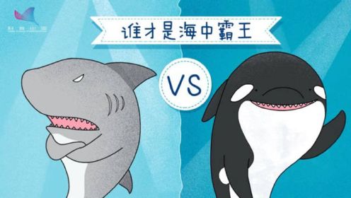 虎鲸和大白鲨，谁才是海中霸王？
