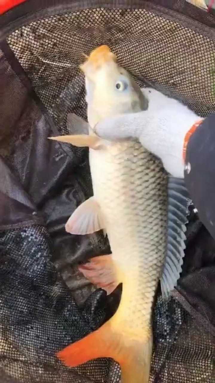 松花江大鱼图片