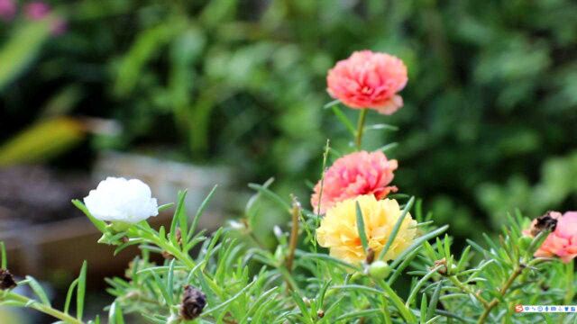 给花卉植物施肥,3个“错误”手法不能犯,错一个死一盆