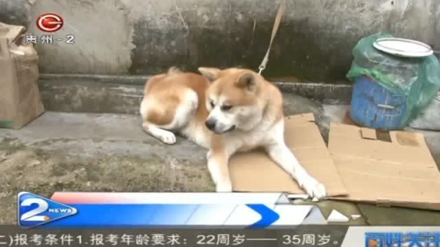 谁家爱犬走丢了,好心人给你捡到了!