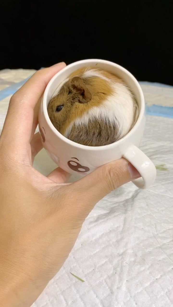 茶杯猪