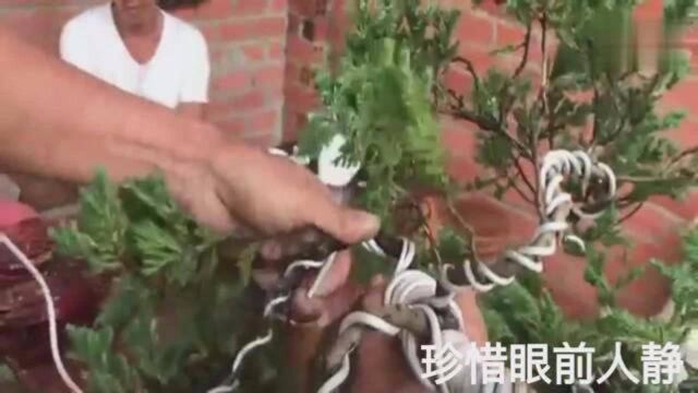 刺柏盆景的习性与日常养护,师傅亲自示范铝线蟠扎枝条,造型别致