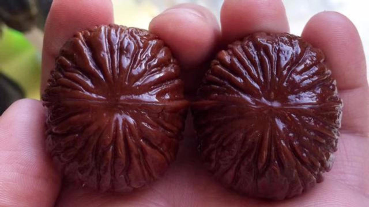 金刚核桃橄榄核怎么样红的快包浆快工欲善其事必先利其器