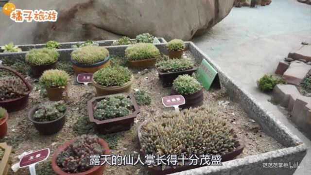 福建厦门植物园,多肉多得眼花缭乱