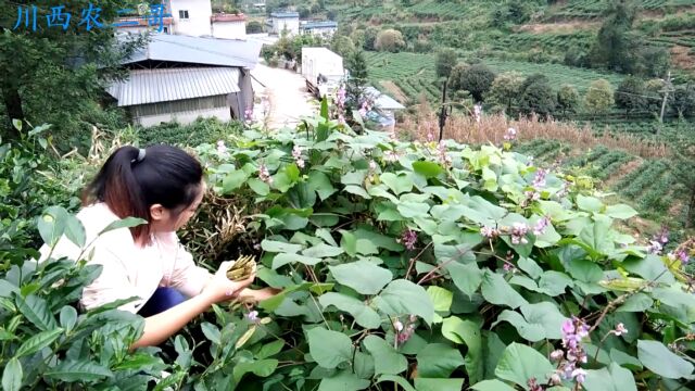 这种蔬菜漫山遍野都是,我们这里叫八月豆,你们那里叫什么?