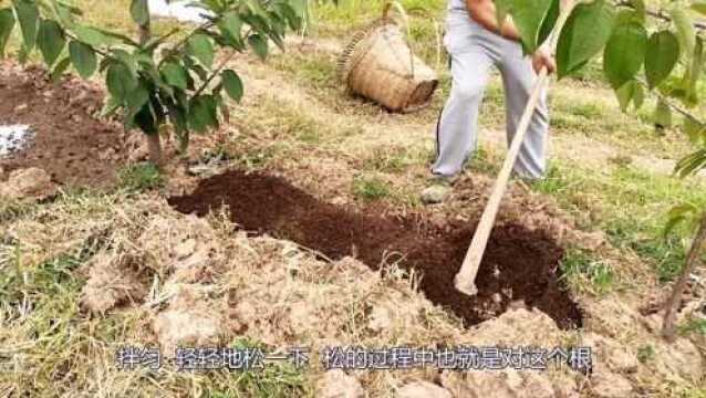 车厘子树怎样施生物有机菌肥,川东种植老师现场教大家,关注收藏别错过