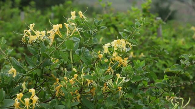 (电视通稿ⷥ›𝥆…ⷧ𛏦𕎩甘肃通渭:金银花产业助力脱贫