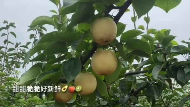 学习日常:假期去外婆家,简直太舒适了