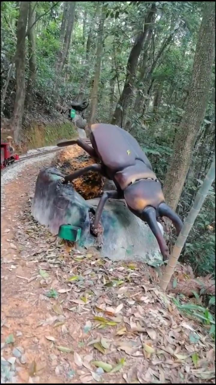 这么大的屎壳郎你们有没有见过?