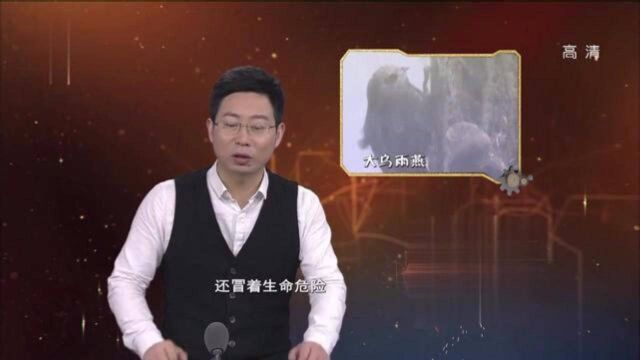 鸟群冲向夺命瀑布,是“魔鬼之喉”在吞噬生命?还是喜欢“自杀”