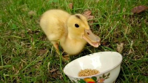 带小鸭子出来散步，这么可爱的鸭鸭，以后怎么舍得喝上两碗鸭汤