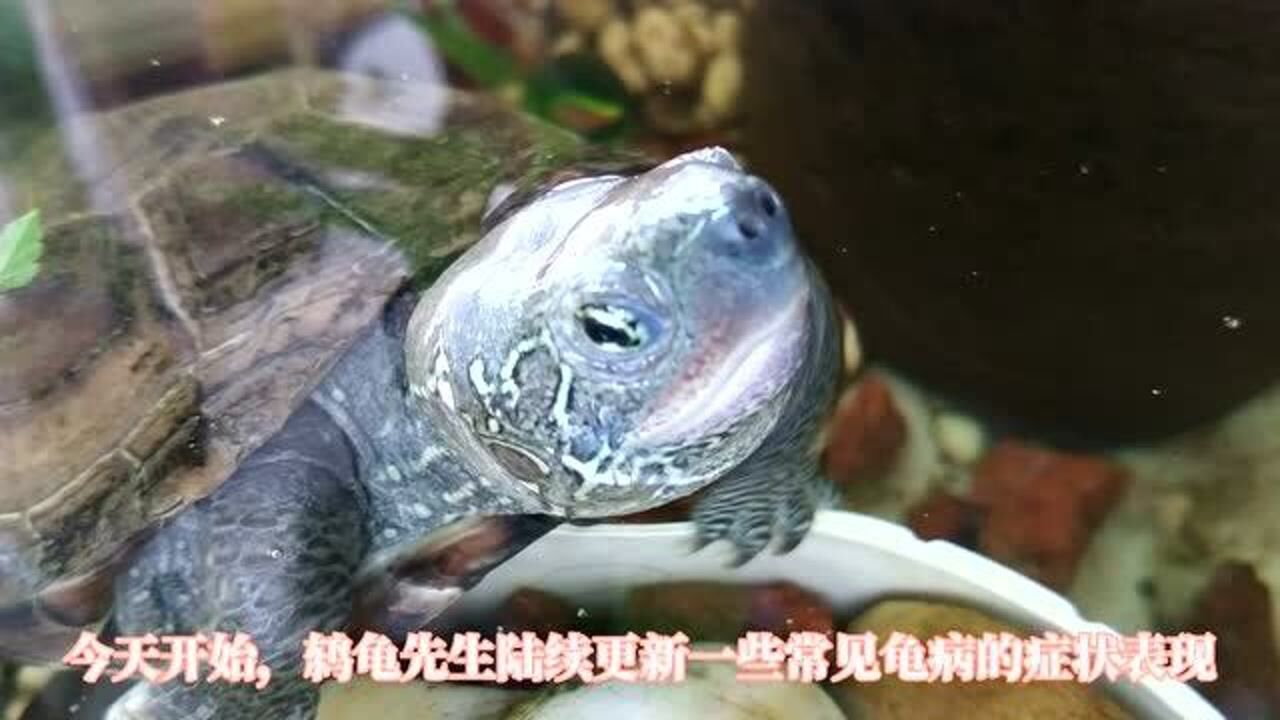 乌龟腐皮到底是什么样子的？常见龟病判断特征，乌龟烂皮腐甲症状表现_高清1080P在线观看平台_腾讯视频
