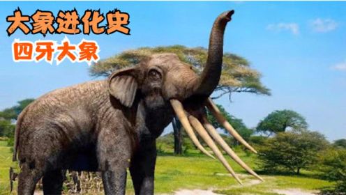 大象的进化史，你见过四只象牙的大象吗？远古大象的下巴像铲子？