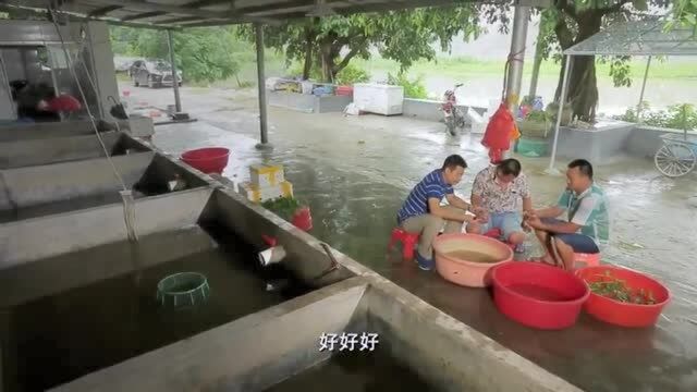 老广的味道:这样的小笼包,简直是小笼包中的顶配