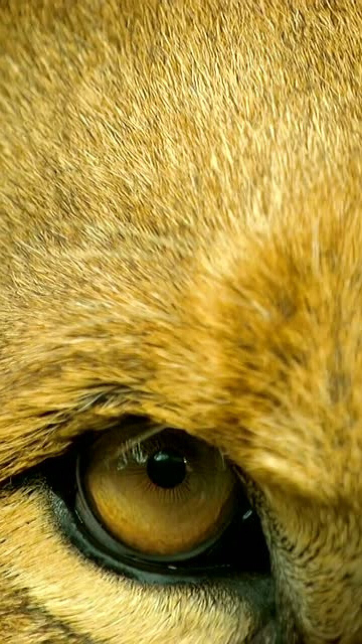 动物的眼睛为什么如此晶莹剔透看眼睛你能猜得出是什么动物吗